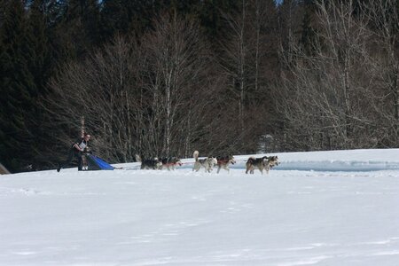 La Pesse 2014  Course de chiens de traineau  (dimanche 09/03/2014), IMG_5058