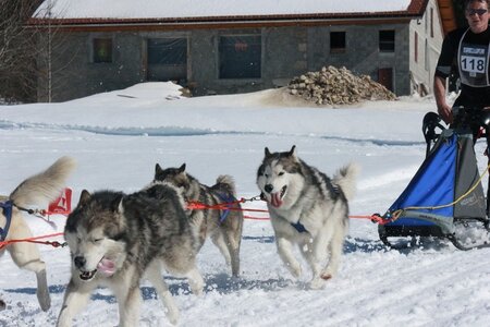 La Pesse 2014  Course de chiens de traineau  (dimanche 09/03/2014), IMG_5065