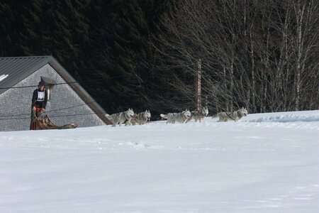 La Pesse 2014  Course de chiens de traineau  (dimanche 09/03/2014), IMG_5068