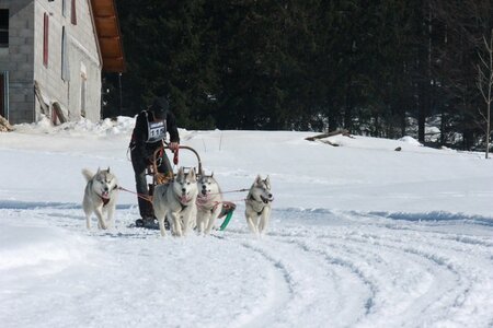 La Pesse 2014  Course de chiens de traineau  (dimanche 09/03/2014), IMG_5077