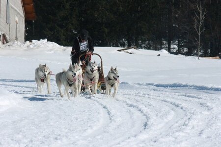 La Pesse 2014  Course de chiens de traineau  (dimanche 09/03/2014), IMG_5078