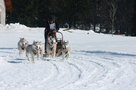 La Pesse 2014  Course de chiens de traineau  (dimanche 09/03/2014), IMG_5079