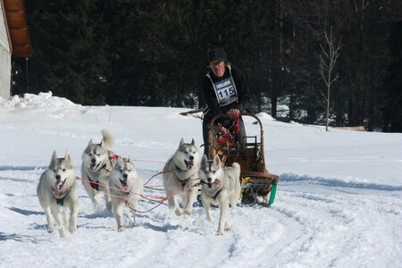 La Pesse 2014  Course de chiens de traineau  (dimanche 09/03/2014), IMG_5081