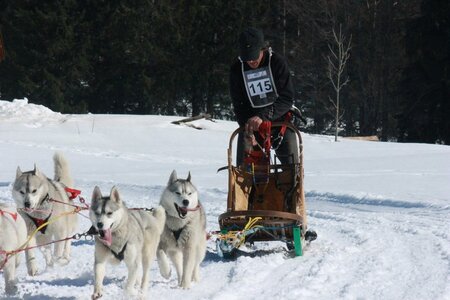 La Pesse 2014  Course de chiens de traineau  (dimanche 09/03/2014), IMG_5083