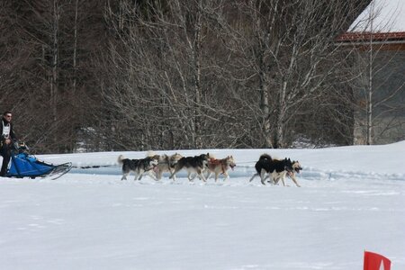 La Pesse 2014  Course de chiens de traineau  (dimanche 09/03/2014), IMG_5088