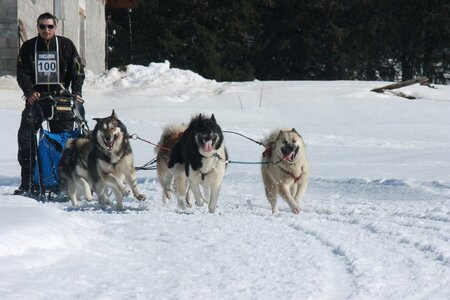 La Pesse 2014  Course de chiens de traineau  (dimanche 09/03/2014), IMG_5091