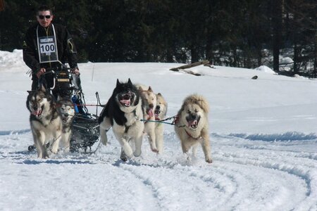 La Pesse 2014  Course de chiens de traineau  (dimanche 09/03/2014), IMG_5092