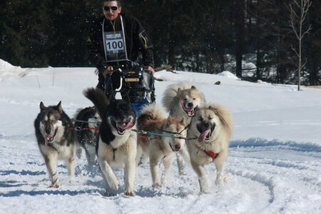 La Pesse 2014  Course de chiens de traineau  (dimanche 09/03/2014), IMG_5093