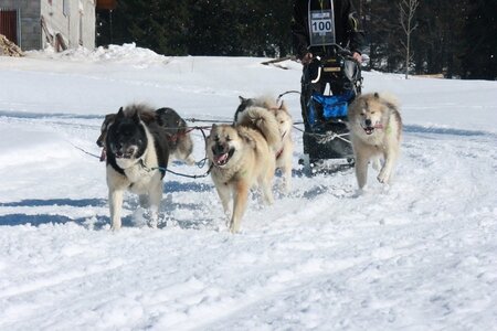 La Pesse 2014  Course de chiens de traineau  (dimanche 09/03/2014), IMG_5095