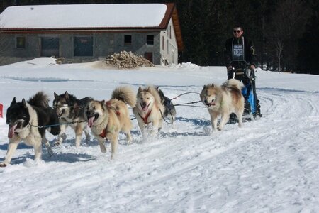 La Pesse 2014  Course de chiens de traineau  (dimanche 09/03/2014), IMG_5096