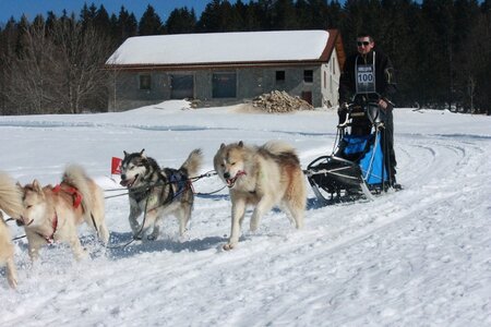 La Pesse 2014  Course de chiens de traineau  (dimanche 09/03/2014), IMG_5097