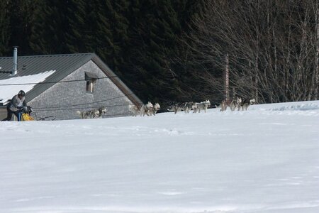 La Pesse 2014  Course de chiens de traineau  (dimanche 09/03/2014), IMG_5101