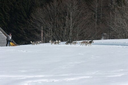 La Pesse 2014  Course de chiens de traineau  (dimanche 09/03/2014), IMG_5102