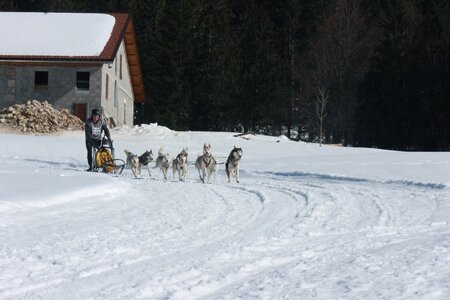 La Pesse 2014  Course de chiens de traineau  (dimanche 09/03/2014), IMG_5106