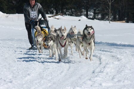 La Pesse 2014  Course de chiens de traineau  (dimanche 09/03/2014), IMG_5107