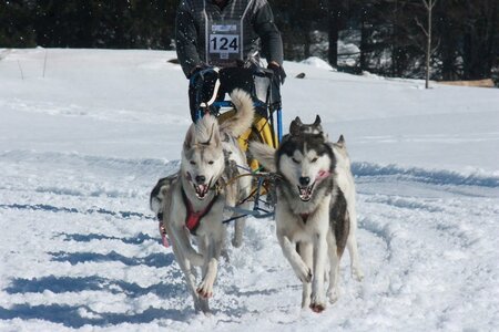 La Pesse 2014  Course de chiens de traineau  (dimanche 09/03/2014), IMG_5108