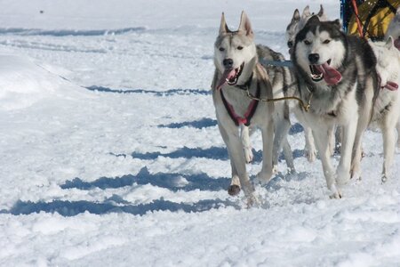 La Pesse 2014  Course de chiens de traineau  (dimanche 09/03/2014), IMG_5109