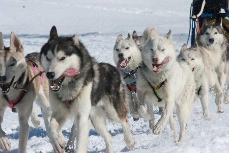 La Pesse 2014  Course de chiens de traineau  (dimanche 09/03/2014), IMG_5110