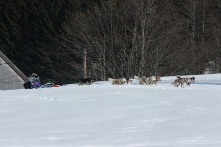 La Pesse 2014  Course de chiens de traineau  (dimanche 09/03/2014), IMG_5113