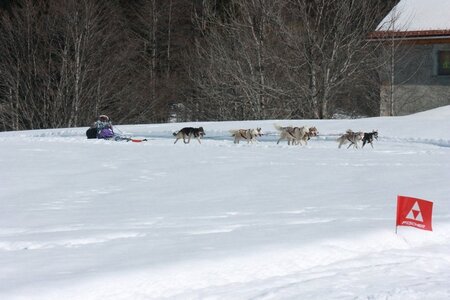 La Pesse 2014  Course de chiens de traineau  (dimanche 09/03/2014), IMG_5114