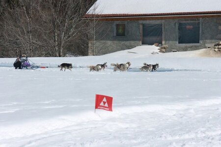 La Pesse 2014  Course de chiens de traineau  (dimanche 09/03/2014), IMG_5115