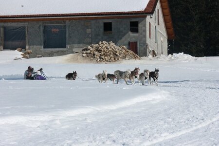 La Pesse 2014  Course de chiens de traineau  (dimanche 09/03/2014), IMG_5117
