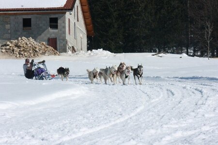 La Pesse 2014  Course de chiens de traineau  (dimanche 09/03/2014), IMG_5118