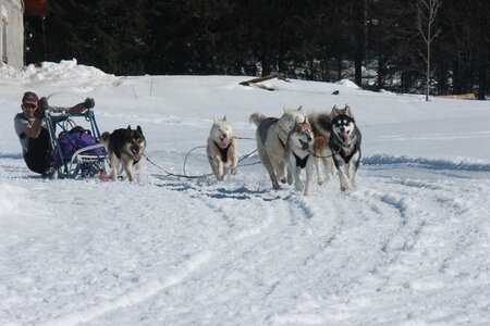 La Pesse 2014  Course de chiens de traineau  (dimanche 09/03/2014), IMG_5119