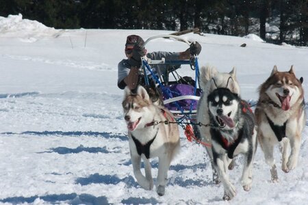 La Pesse 2014  Course de chiens de traineau  (dimanche 09/03/2014), IMG_5120