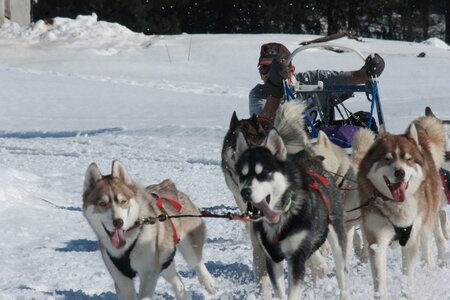 La Pesse 2014  Course de chiens de traineau  (dimanche 09/03/2014), IMG_5121