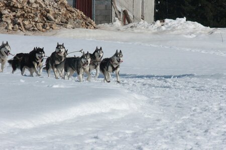 La Pesse 2014  Course de chiens de traineau  (dimanche 09/03/2014), IMG_5130