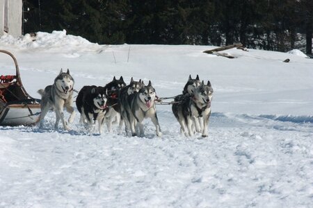 La Pesse 2014  Course de chiens de traineau  (dimanche 09/03/2014), IMG_5131