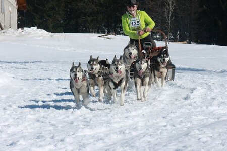 La Pesse 2014  Course de chiens de traineau  (dimanche 09/03/2014), IMG_5134