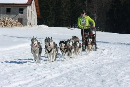 La Pesse 2014  Course de chiens de traineau  (dimanche 09/03/2014), IMG_5135