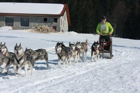 La Pesse 2014  Course de chiens de traineau  (dimanche 09/03/2014), IMG_5136