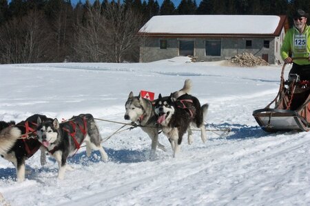 La Pesse 2014  Course de chiens de traineau  (dimanche 09/03/2014), IMG_5138