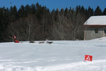 La Pesse 2014  Course de chiens de traineau  (dimanche 09/03/2014), IMG_5142