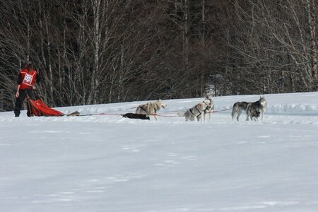 La Pesse 2014  Course de chiens de traineau  (dimanche 09/03/2014), IMG_5143