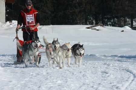 La Pesse 2014  Course de chiens de traineau  (dimanche 09/03/2014), IMG_5146