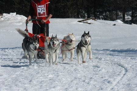 La Pesse 2014  Course de chiens de traineau  (dimanche 09/03/2014), IMG_5147