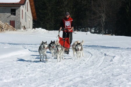 La Pesse 2014  Course de chiens de traineau  (dimanche 09/03/2014), IMG_5149