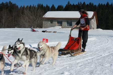 La Pesse 2014  Course de chiens de traineau  (dimanche 09/03/2014), IMG_5153