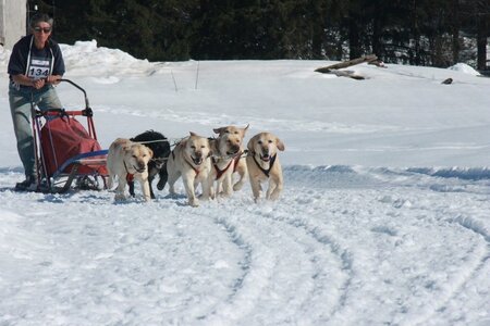 La Pesse 2014  Course de chiens de traineau  (dimanche 09/03/2014), IMG_5156