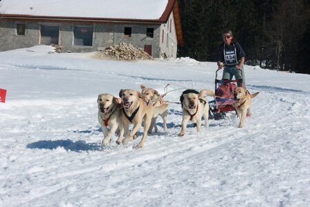 La Pesse 2014  Course de chiens de traineau  (dimanche 09/03/2014), IMG_5162
