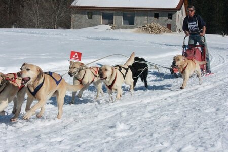 La Pesse 2014  Course de chiens de traineau  (dimanche 09/03/2014), IMG_5163