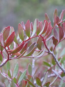 Mont Puget janvier 2011, Le lentisque pistachier
