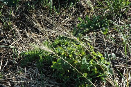Fukuoka-Bonfils - 2 - 2013-11-10, semé le 21 juin 2013
