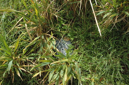 Fukuoka Bonfils - 4 - 20/08/2013, le 23/03/2014 semé le 21 juin 2013