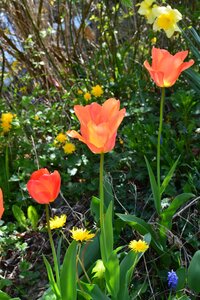 Nature, plantes, fleurs, arbres, DSC_3273