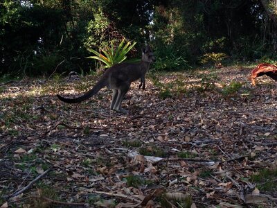Australia 2013, 210_Jervis Bay  22 